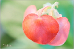 Cute apple