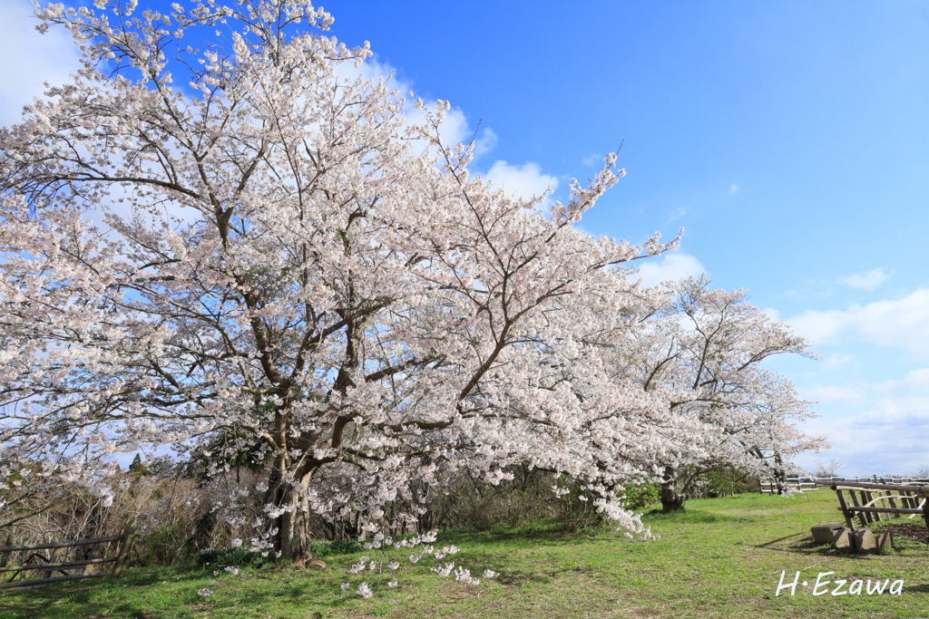 桜と青空