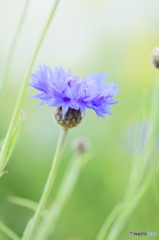 Cornflower