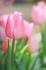 愛の芽生え