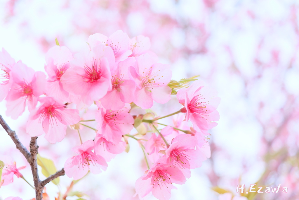 河津桜