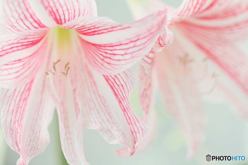 Amaryllis