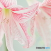 Amaryllis