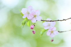 河津桜2