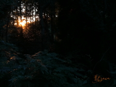 森から見る夕日