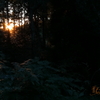 森から見る夕日