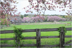 八重桜の牧場Ⅱ