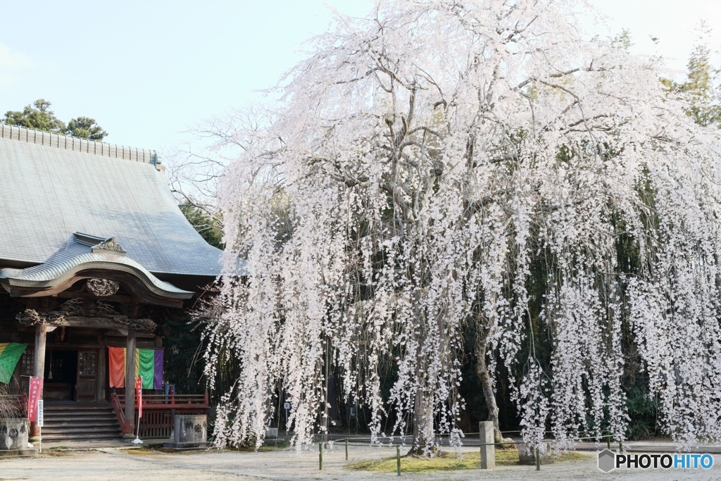 姫桜