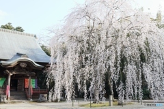 姫桜