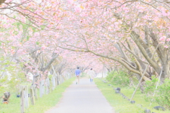 牧場の八重桜2019