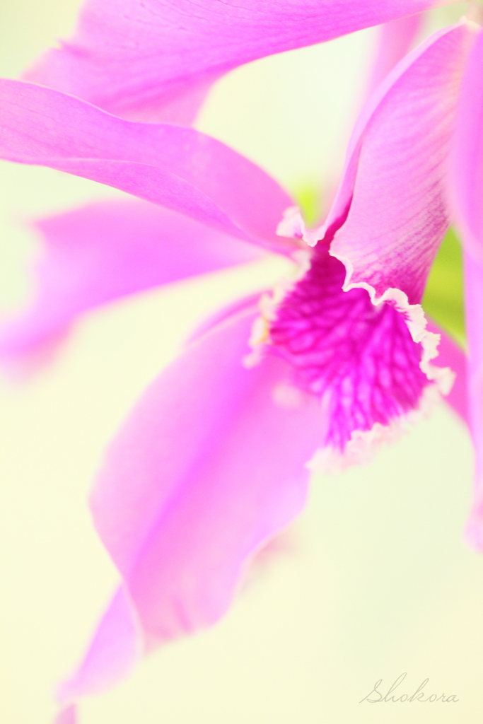 Orchid