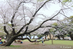 千葉公園の桜