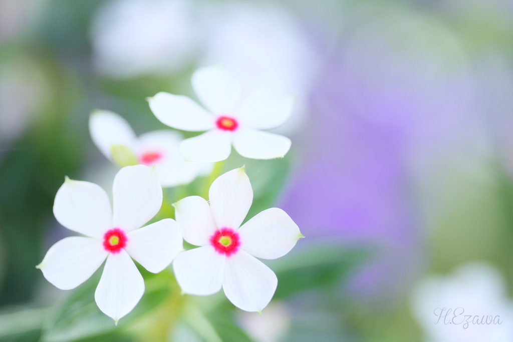 日々草・夏花火・ホワイトレッドアイ