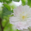 Rose frill Ⅱ