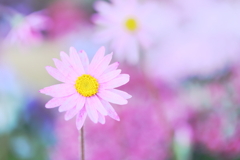 オーストラリアンデージー