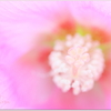 Delicate beauty