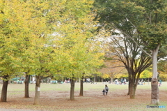 Autumn park