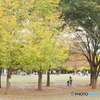 Autumn park