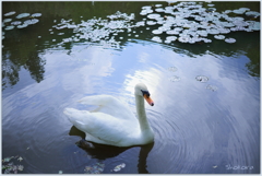 白鳥の池