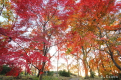 紅葉（昭和の森9）