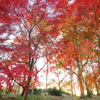 紅葉（昭和の森9）