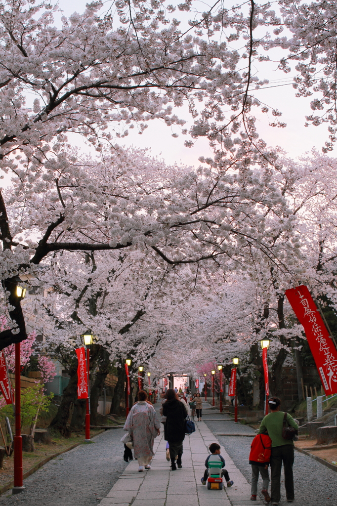 桜参道