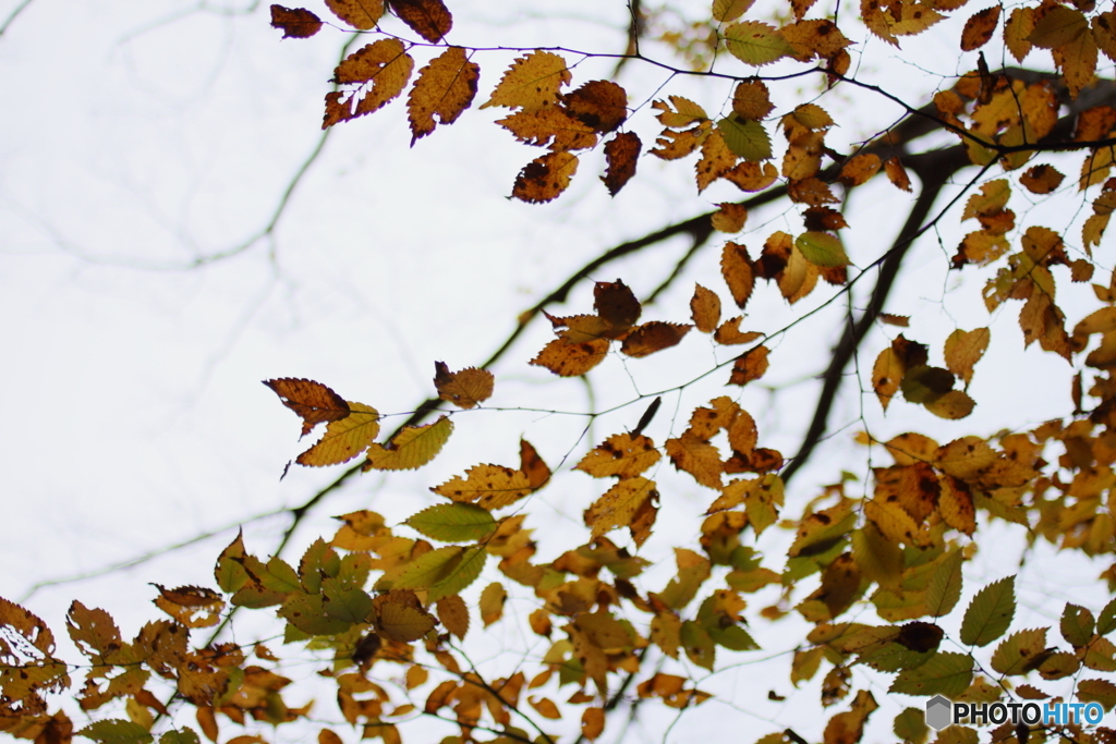 見上げる晩秋