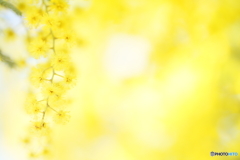 Mimosa yellow
