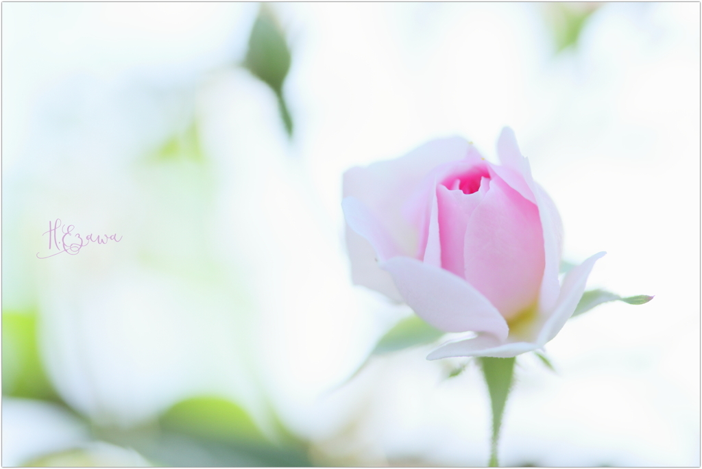 At the rose garden14