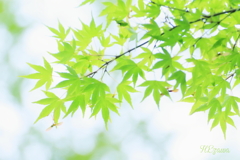 Maple green