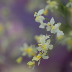 Oncidium