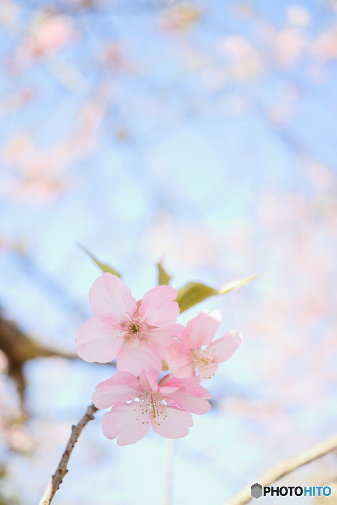 桜青空