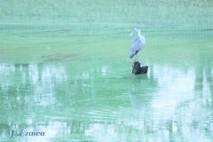 公園のアオサギ