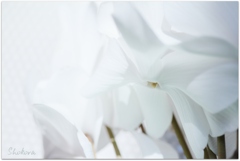 White cyclamen