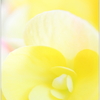 Begonia
