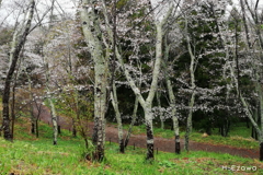 桜の遊歩道2