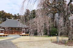 栄福寺の枝垂れ桜
