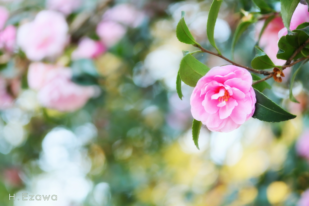 山茶花