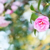山茶花