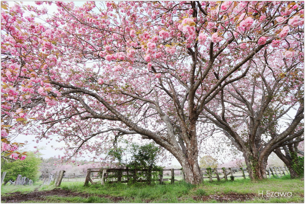 牧場の八重桜Ⅲ