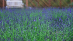 Lavender garden