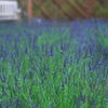 Lavender garden