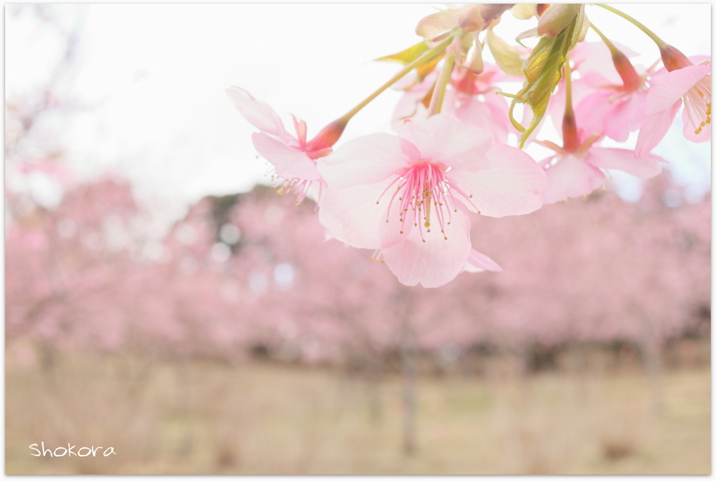 河津桜8