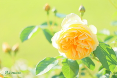 in the rose garden16