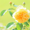 in the rose garden16