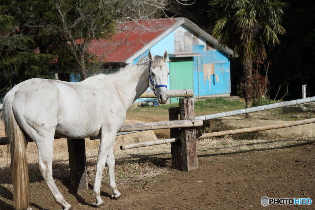 White horse