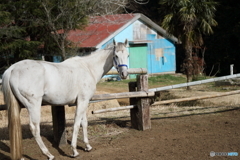 White horse