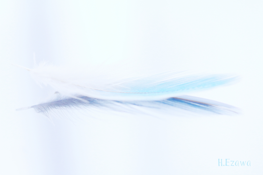 blue feather