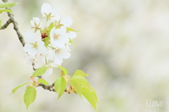 美術館の桜1