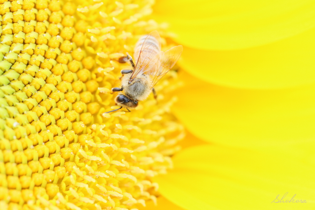 Sunflower and bee3